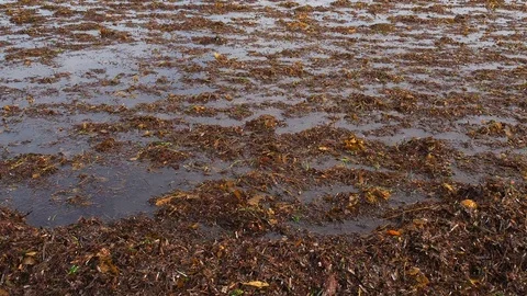 Small white water wave tumbles over dead floating seagrass. 60fps close up Stock Footage 111340028
