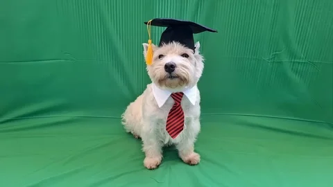 Small white west terrier dog in academic cap and tie on green background 스톡 동영상 337355190