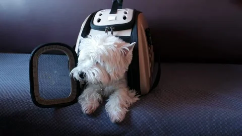 Small white west terrier dog gets out of carrier while traveling on train an Stock Footage 337356440
