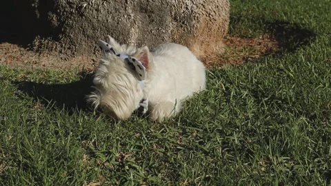 Small white West Terrier dog in a cow costume eats fresh grass Stock Footage 337357885