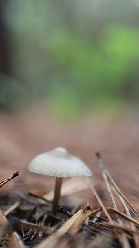 Small white wild mushroom grows among pine needles on the forest floor Video stock 346974053