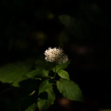 Small White Wildflower Close-Up with Dramatic Lighting on Black Background Stock Photos