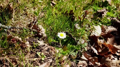 Small White Wildflower Forest Floor Stock Footage 337096865