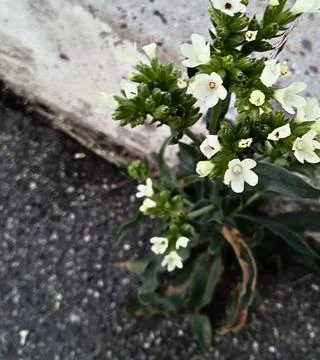Small white wildflower growing through cracked asphalt Stock Photos