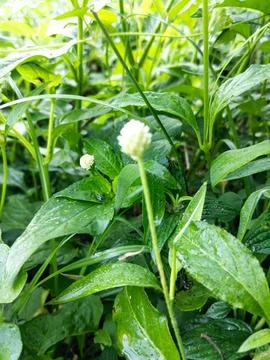 Small White Wildflower Stock Photos