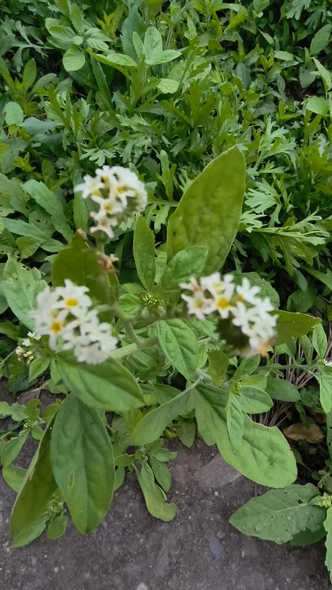 Small white wildflower swaying to the rhythm of a breeze. Stock Footage 334580503