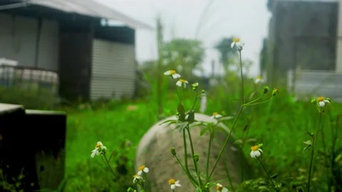 Small white wildflowers bloom in a grassy field with rustic buildings in th.. Stock Footage 332974875