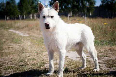 Small white wire-haired dog of uncertain breed Stock Photos