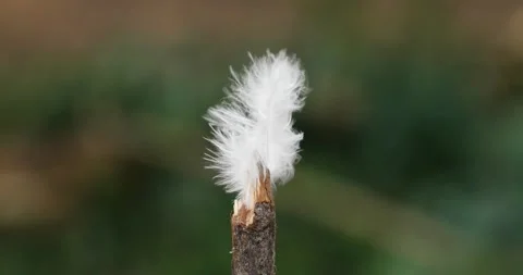Small white young fluffy feather on a wooden stick moving in the breeze Stock Footage 151099410