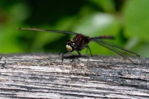 Small Whiteface in a macro shot 库存照片