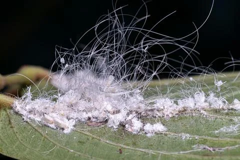 Small Whiteflies Insects Stock Photos