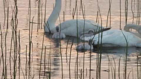 Small Whooper swan chicks next to adults Stock Footage 209849814