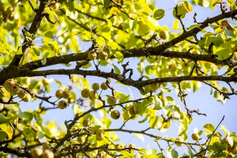 Small wild apples Stock Photos