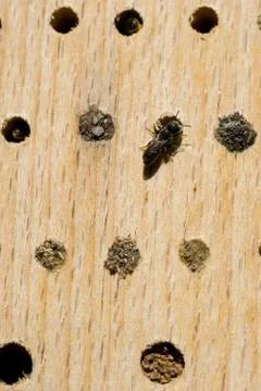 Small wild bee at her nesting tube in an artificial nesting aid (insect hotel Stock Photos