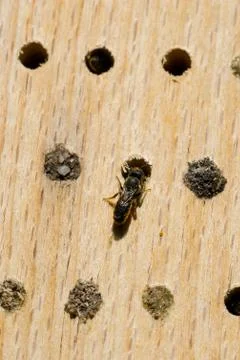 Small wild bee at her nesting tube in an artificial nesting aid (insect hotel Stock Photos