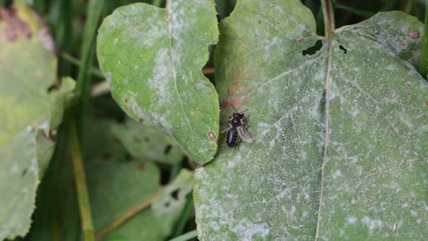 A Small Wild Bee Rests On A Leaf Infected With Powdery Mildew, Rhythmically Puls Stock Footage 318856298