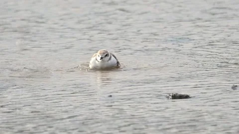 Small wild bird bathing in lake, Charadrius alexandrinus Stock Footage 171939914