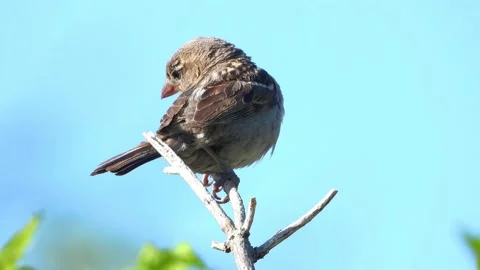 Small wild bird on a branch flying away Stock-Footage 213006645