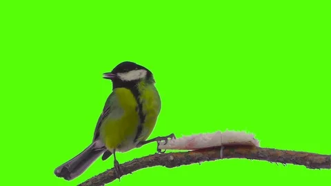 A small wild bird closeup isolated on green screen feeds Stock Footage 84562302