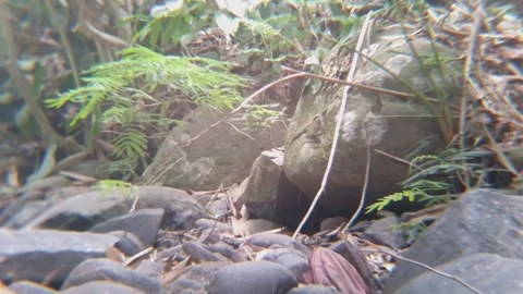 Small Wild Bird Foraging on Rocky Riverbed in Tropical Jungle Indonesia 4K Stock Footage 344249952