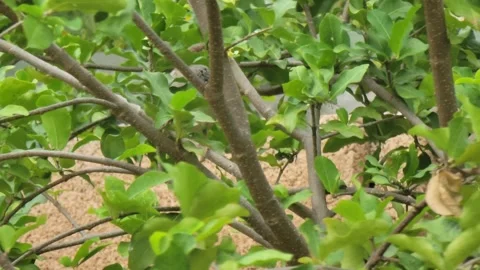 Small Wild Bird Hidden Among Green Tree Leaves in Natural Habitat Stock Footage 329195609