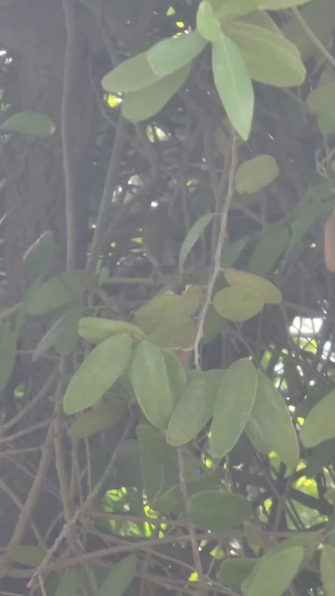 Small Wild Bird Perched Among Dense Tree Branches in Bahia de las Aguilas Stock Footage 330911136