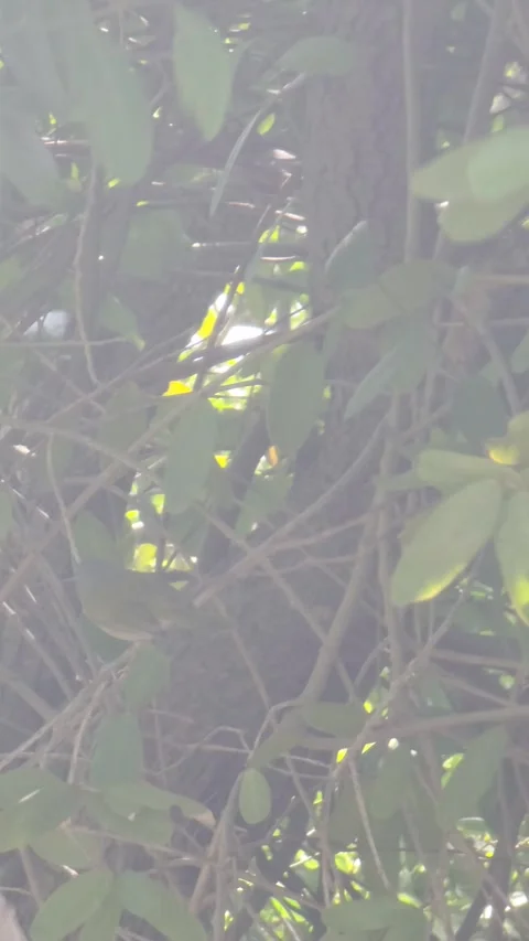 Small Wild Bird Perched Among Dense Tree Branches in Bahia de las Aguilas Stock Footage 330911218