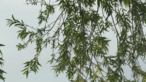 Small Wild Bird Perched and Hopping Among Lush Willow Tree Branches Stock Footage 336965472