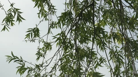 Small Wild Bird Perched and Hopping Among Lush Willow Tree Branches Stockbeeldmateriaal 336965544