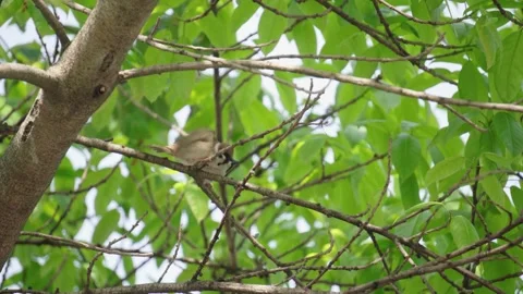 Small Wild Bird Perched Delicately on a Tree Branch in Natural Scenery Video stock 341872239