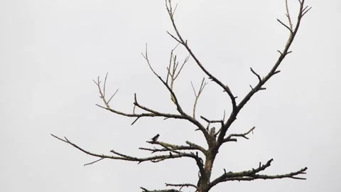 Small Wild Bird Perched Low On Bare Dry Tree Branch Stock Footage 344745245