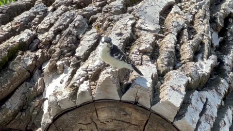 Small wild bird perched on textured tree bark in natural habitat. Stock Footage 327393818