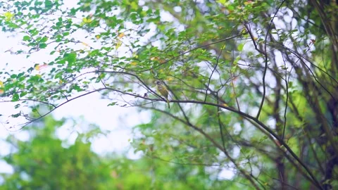 Small wild bird perched on a thin tree branch in a lush forest Stock Footage 341960886