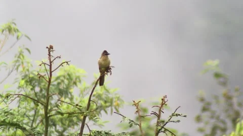 Small wild bird perches on branch amidst lush green leaves in the early morning Stock Footage 344099940