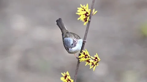 Small Wild Bird Perching on Green Plant Stalk in Agricultural Field or Flowering Stock Footage 330382903