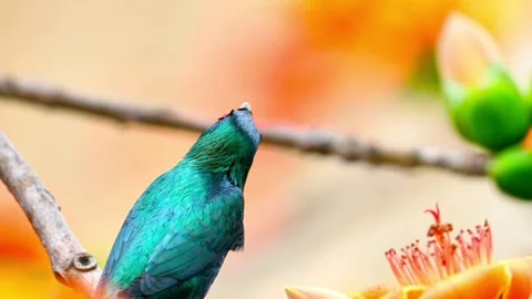 Small Wild Bird Perching on Tree Branch in Lush Green Forest Background Vidéo 330382982
