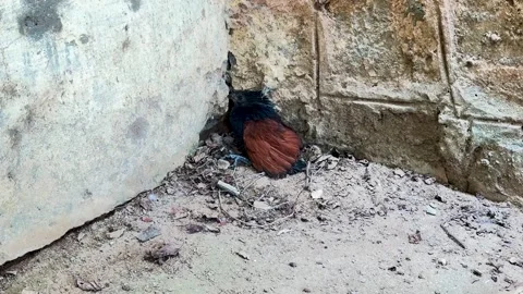 Small Wild Bird Resting Beside an Old Stone Wall in a Natural Habitat Stock Footage 346428391
