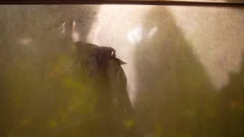 Small Wild Bird Seen Through Hazy Window in Warm Light Stock Footage 346610046