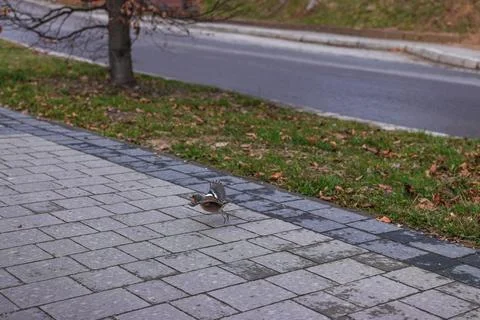 Small Wild Bird Taking Off from Cobblestone Sidewalk Near Road in Urban Environm Fotos de archivo