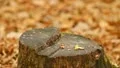 The small wild birds in the autumn forest HD Footage