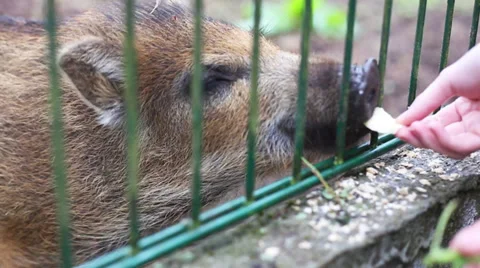 Small wild boar Stock Footage 38566991