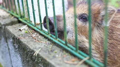 Small wild boar Stock Footage 39744816