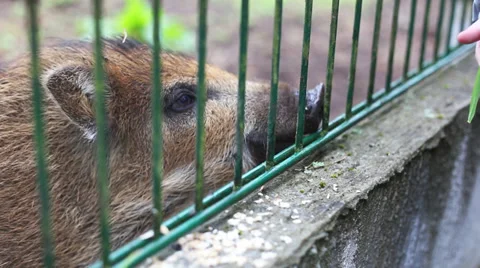 Small wild boar 動画素材 39836697