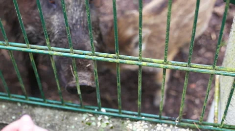 Small wild boar 動画素材 40754887