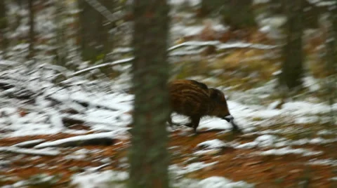 Small wild boar running through the woods Video stock 30370365