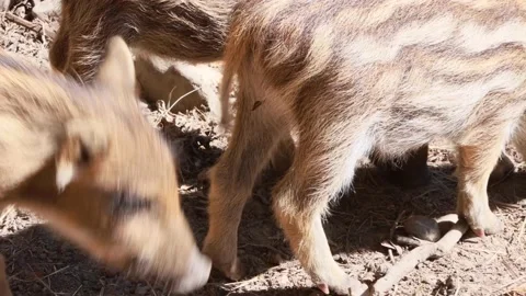 Small wild boars in nature Video stock 205280413