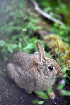 Small wild bunny Stock Photos