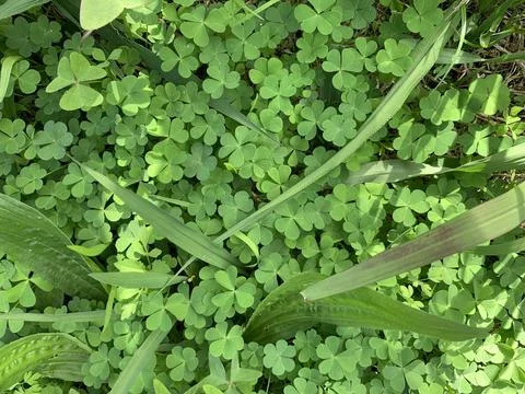 Small wild clover Stock Photos