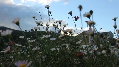 Small, wild daisies at home in a windy day Stock Footage 234023799