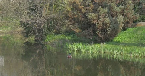 Small Wild Duck Floats on a Surface of a Water Stock Footage 61936538